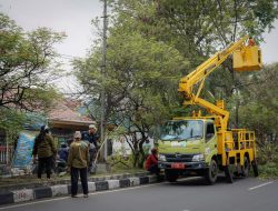 DPKP Kota Bandung Rawat Pohon Sepanjang Tahun, Pemangkasan Dilanjutkan Peremajaan